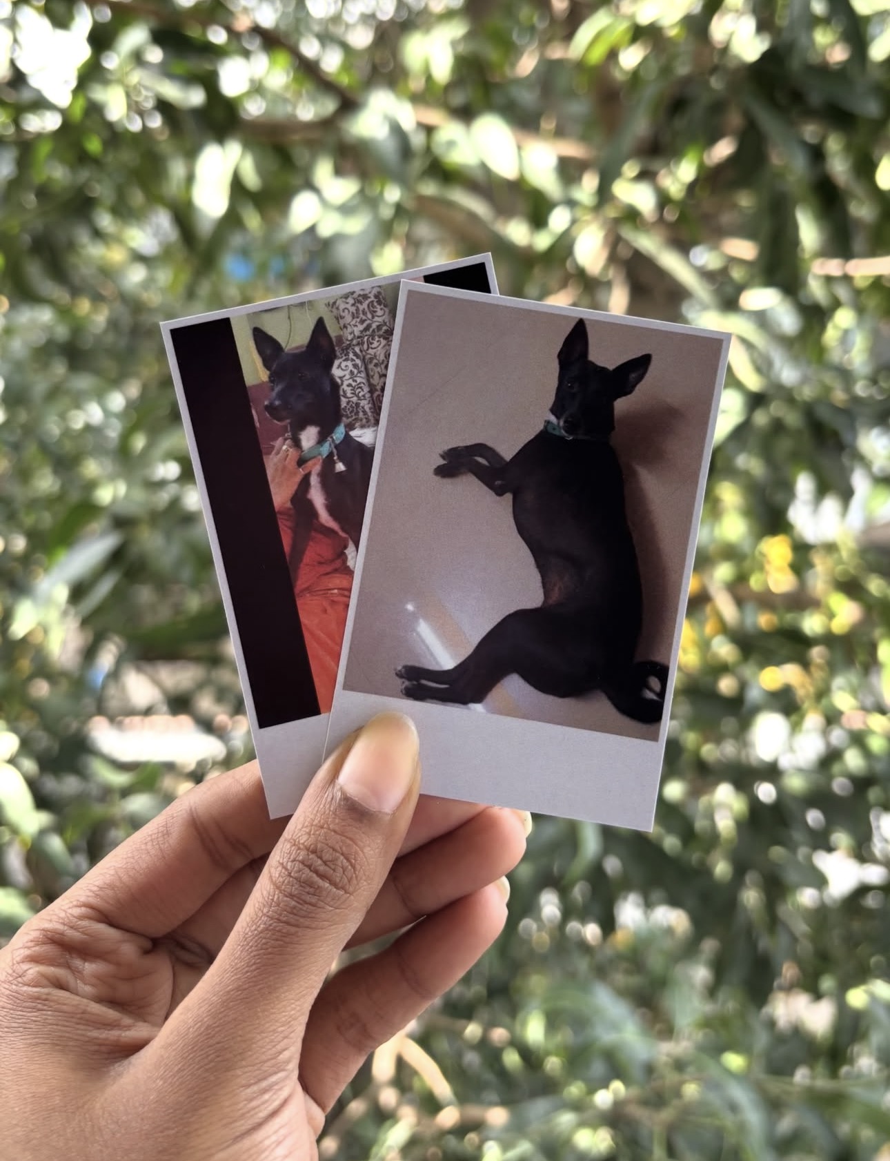 Polaroids